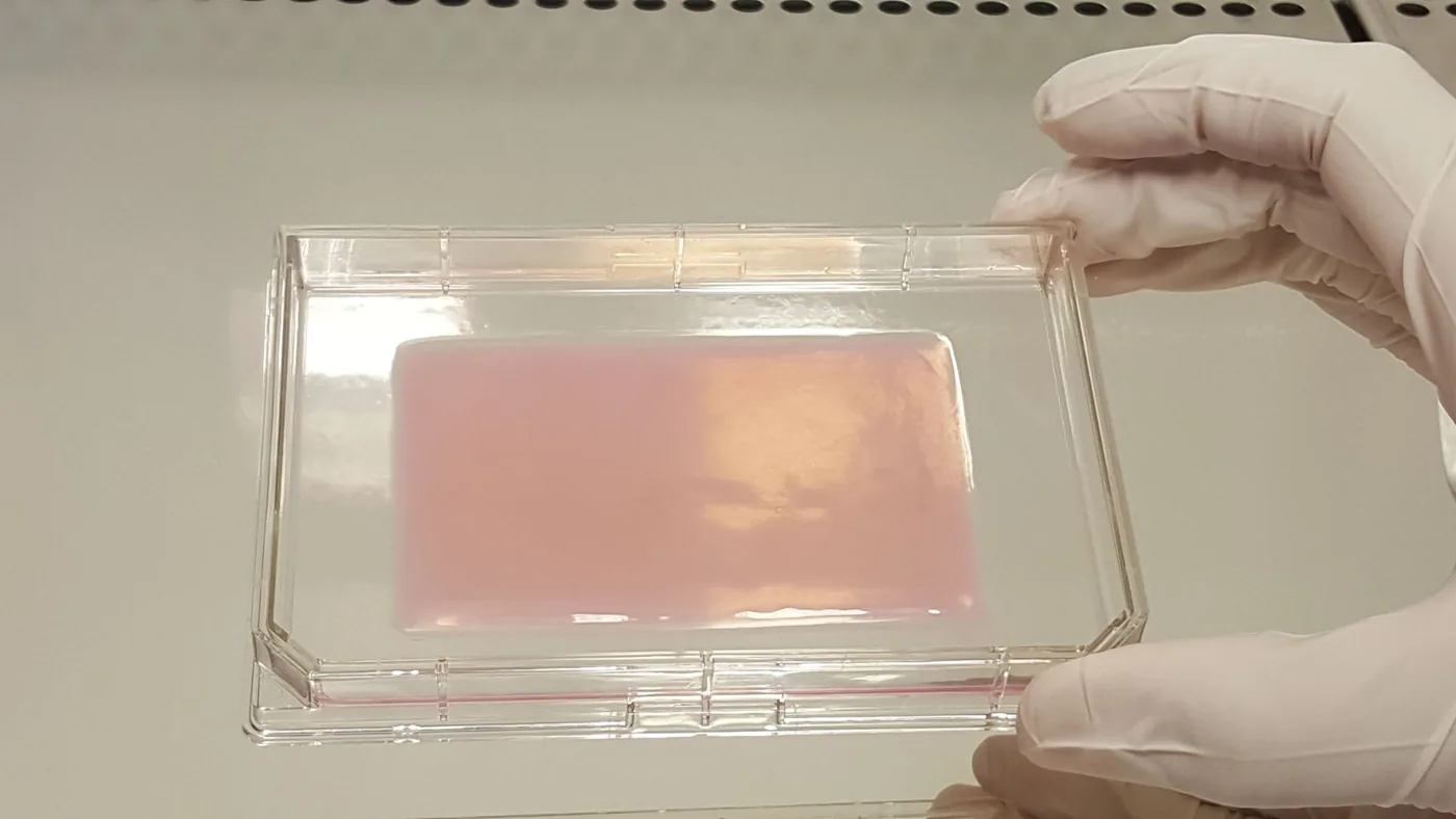 Poieskin bioprinted skin substitute